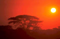 sunrise savanna silhouette 1980s 1990s A4 Photo Print