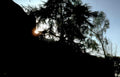 sunrise silhouette trees Vintage A4 Photo Print