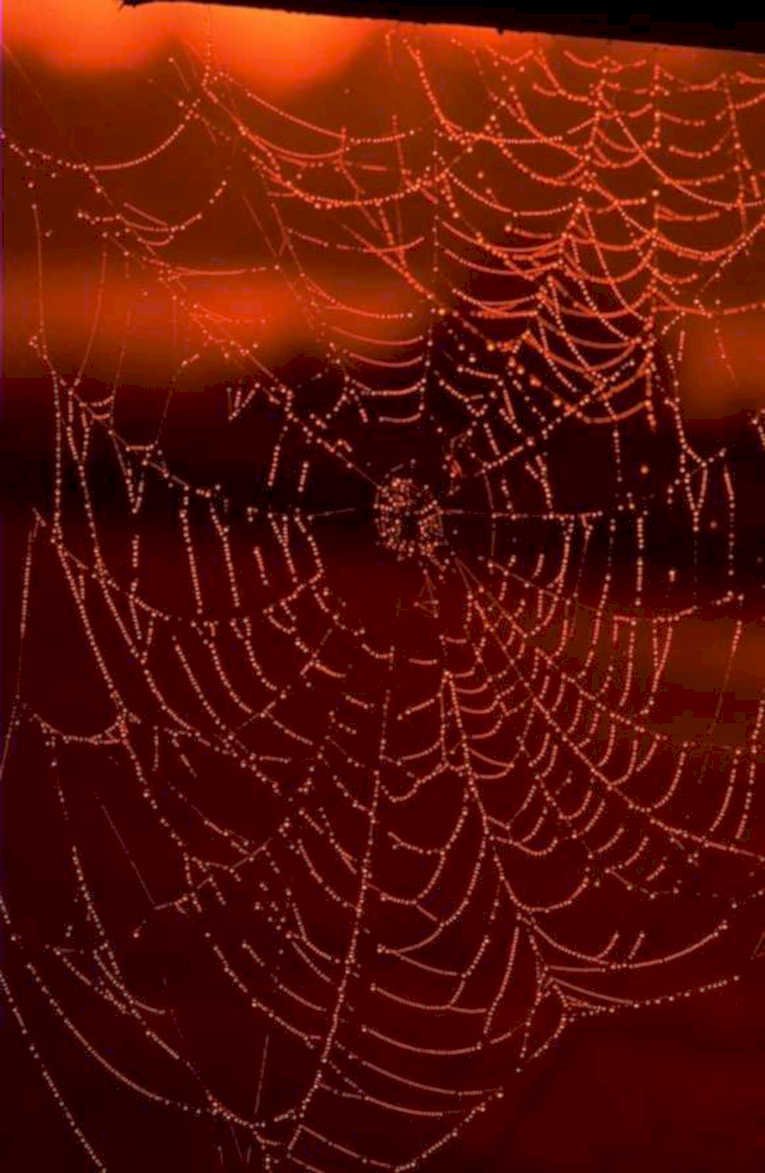 sunrise spiderweb dew 1980s 1990s A4 Photo Print