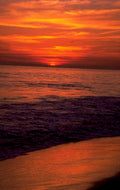 sunset beach birds 1980s 1990s A4 Photo Print 43