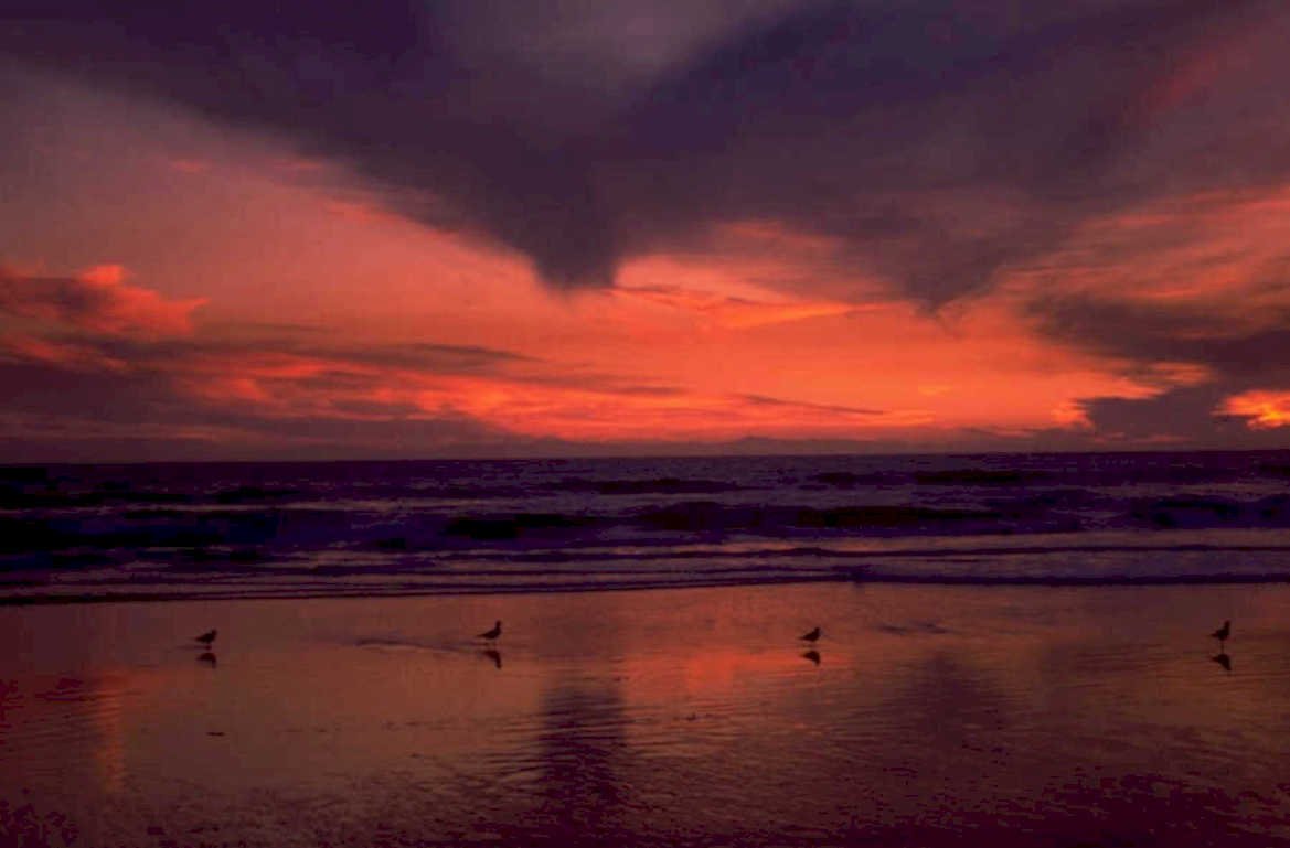 sunset beach birds 1980s 1990s A4 Photo Print