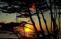 sunset beach cypress Vintage A4 Photo Print