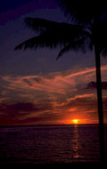 sunset beach palm 2 1980s 1990s A4 Photo Print