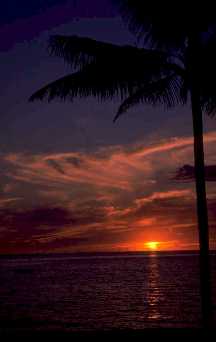 sunset beach palm 2 1980s 1990s A4 Photo Print