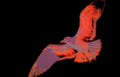 sunset beach vulture Vintage A4 Photo Print
