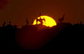 sunset birds ibis Vintage A4 Photo Print