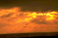sunset birds ocean 1980s 1990s A4 Photo Print