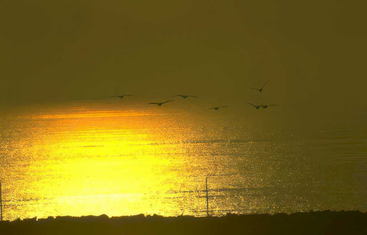 sunset birds water 1 Vintage A4 Photo Print