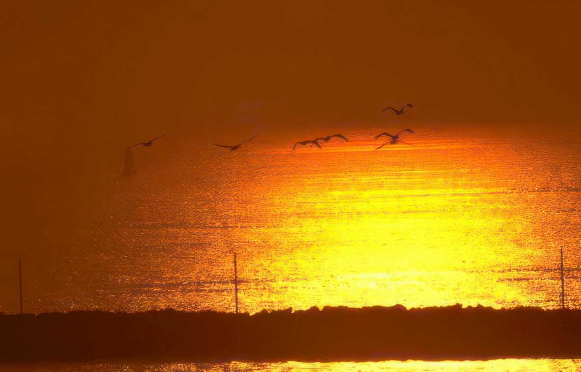 sunset birds water 2 Vintage A4 Photo Print