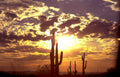 sunset cactus landscape Vintage A4 Photo Print