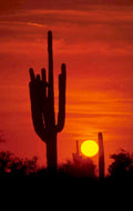 sunset cactus silhouette 1980s 1990s A4 Photo Print 42