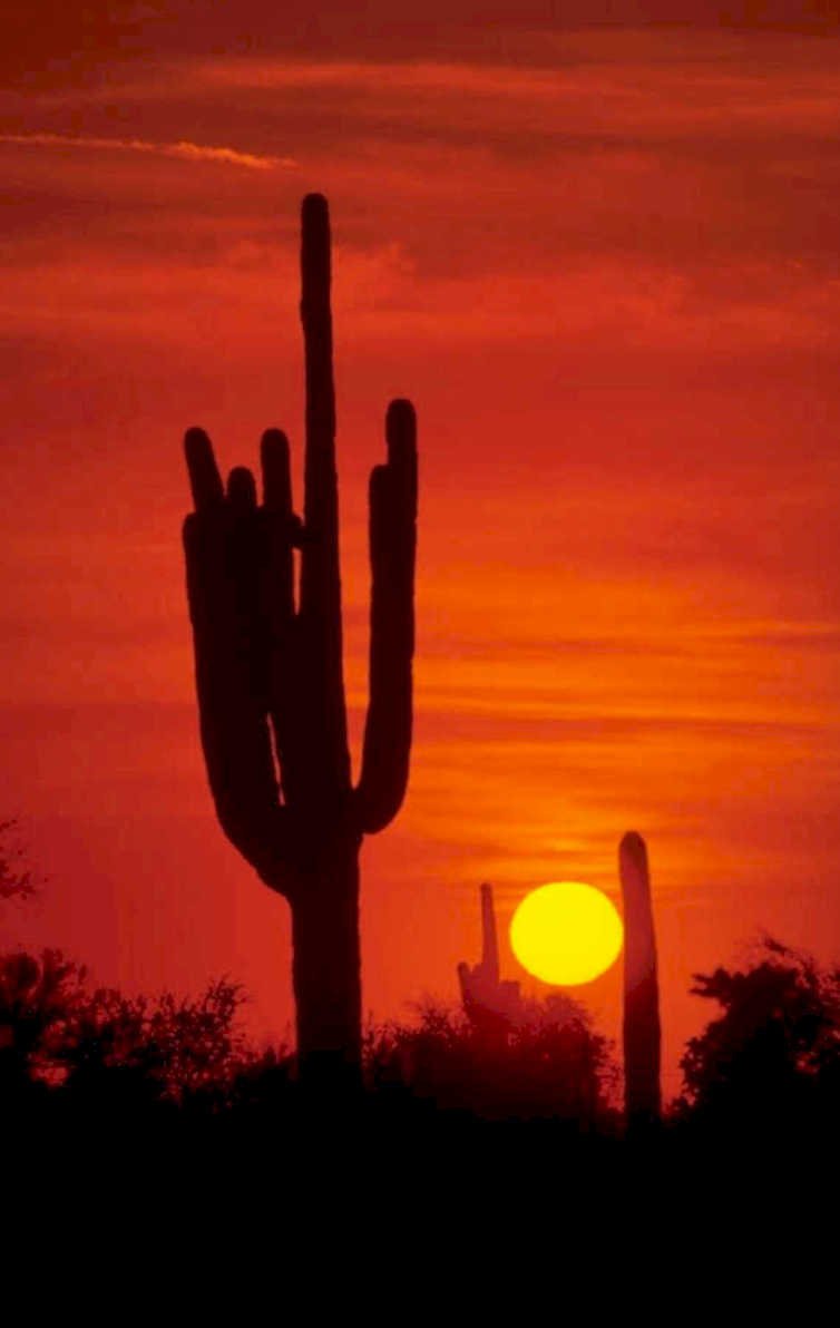 sunset cactus silhouette 1980s 1990s A4 Photo Print 42