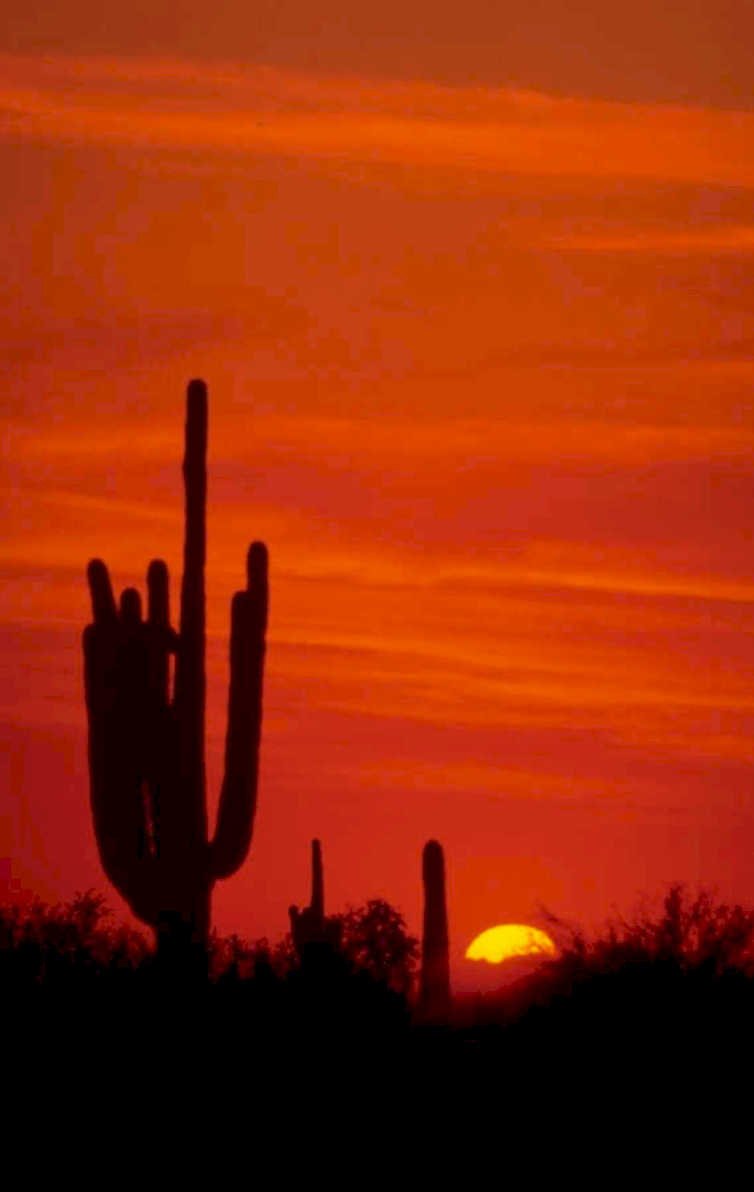 sunset cactus silhouette 1980s 1990s A4 Photo Print