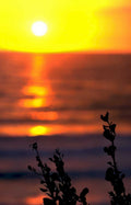 sunset coast silhouetted 3 Vintage A4 Photo Print