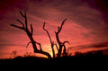 sunset crimson tree 1980s 1990s A4 Photo Print