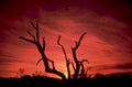 sunset desert tree 1980s 1990s A4 Photo Print
