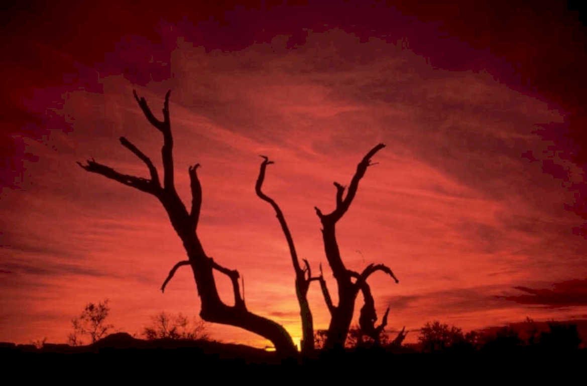 sunset desert tree 1980s 1990s A4 Photo Print