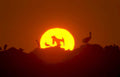 sunset dogs birds Vintage A4 Photo Print