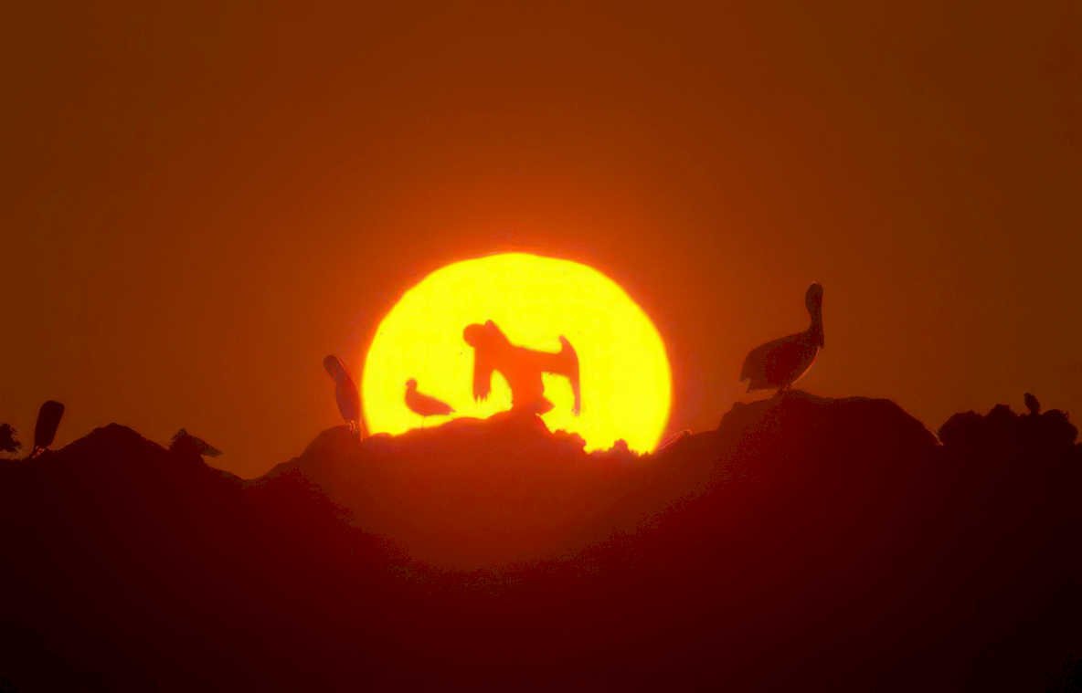 sunset dogs geese Vintage A4 Photo Print