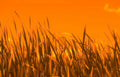 sunset grass sky Vintage A4 Photo Print