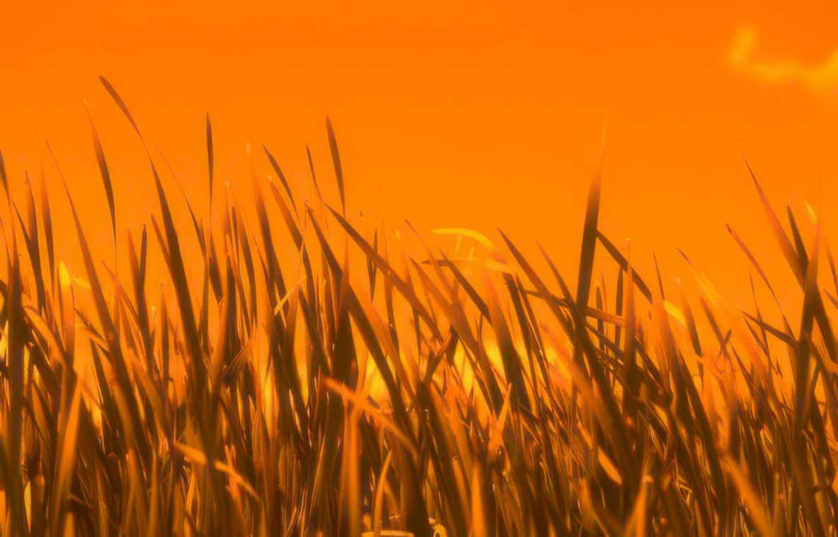 sunset grass sky Vintage A4 Photo Print
