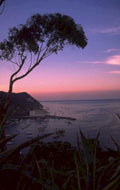 sunset harbor eucalyptus 1980s 1990s A4 Photo Print