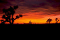 sunset joshua tree 1980s 1990s A4 Photo Print