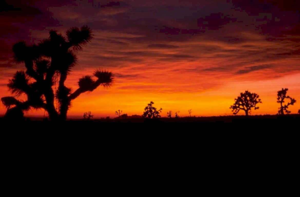 sunset joshua tree 1980s 1990s A4 Photo Print