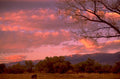 sunset meadow cow 1980s 1990s A4 Photo Print