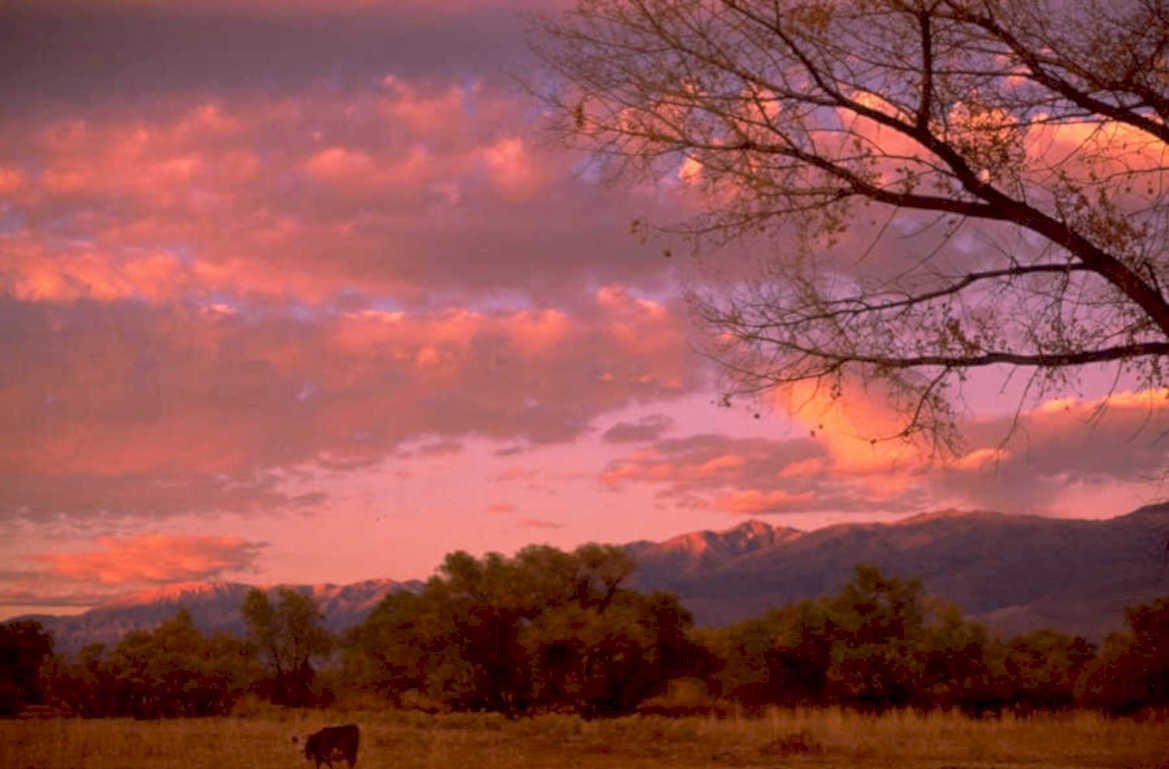 sunset meadow cow 1980s 1990s A4 Photo Print