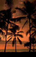 sunset palm beach 1 1980s 1990s A4 Photo Print 42