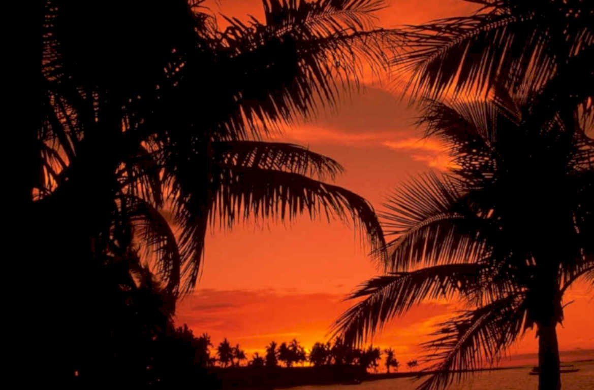 sunset palm beach 1 1980s 1990s A4 Photo Print