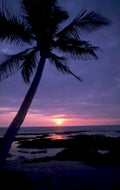 sunset palm beach 2 1980s 1990s A4 Photo Print 42