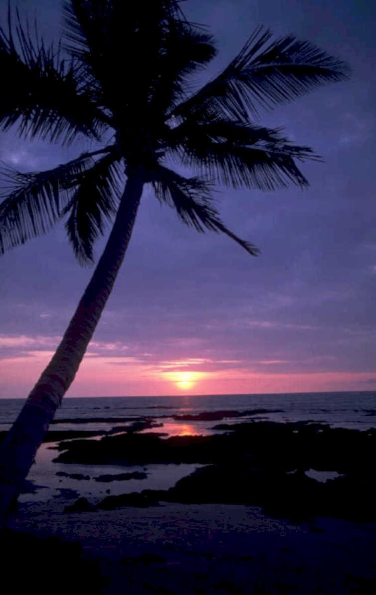 sunset palm beach 2 1980s 1990s A4 Photo Print 42