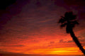 sunset palm beach 2 1980s 1990s A4 Photo Print