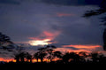 sunset palm forest 1980s 1990s A4 Photo Print