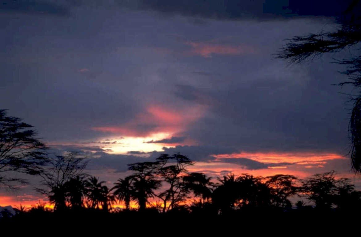 sunset palm forest 1980s 1990s A4 Photo Print