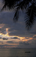 sunset palm ocean 1 1980s 1990s A4 Photo Print
