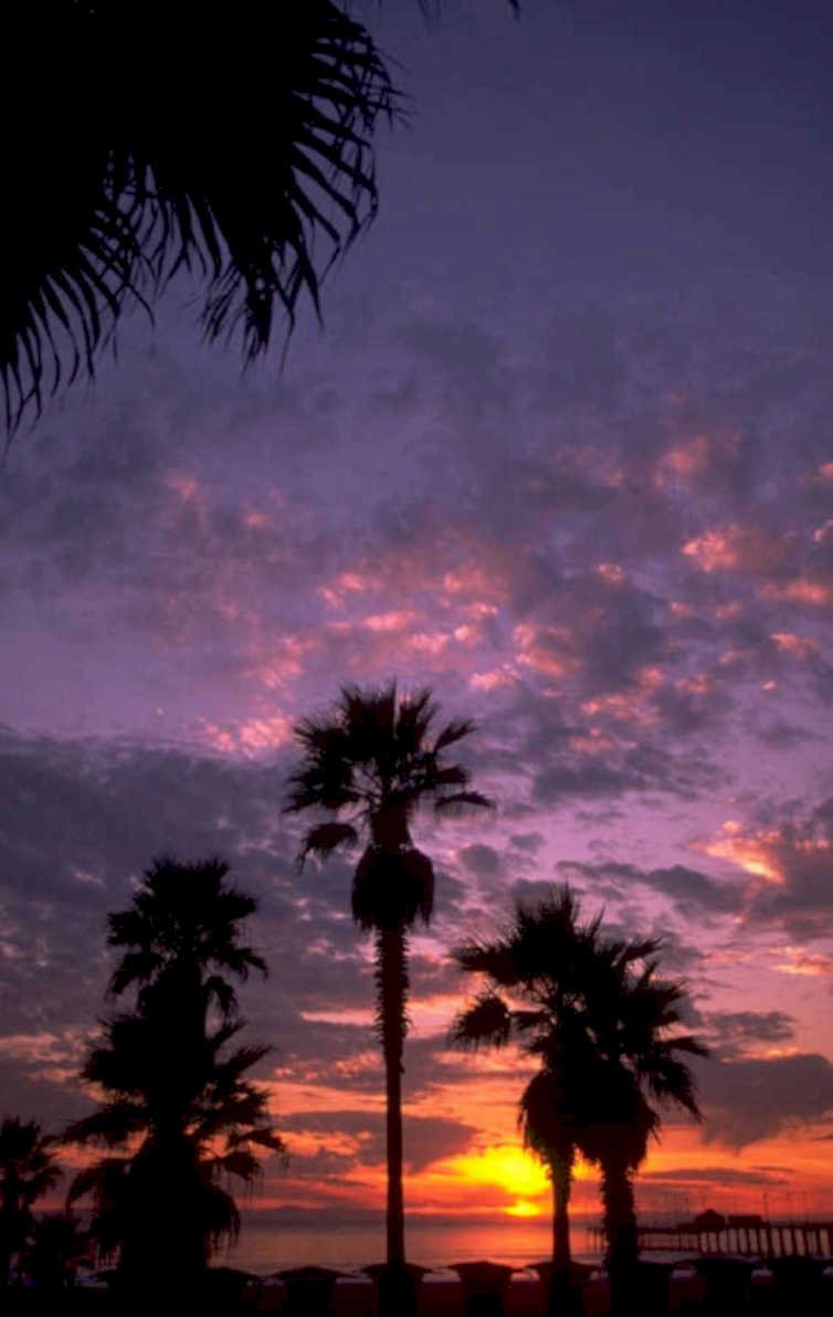 sunset palm purple 1980s 1990s A4 Photo Print