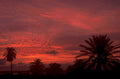 sunset palm silhouette 1 1980s 1990s A4 Photo Print