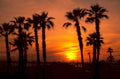 sunset palm silhouette 1980s 1990s A4 Photo Print