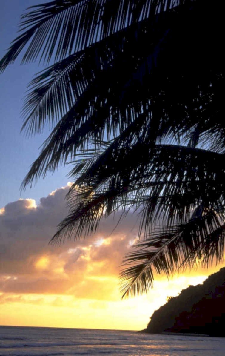 sunset palm silhouette 2 1980s 1990s A4 Photo Print