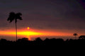 sunset palm silhouetted 1980s 1990s A4 Photo Print 42