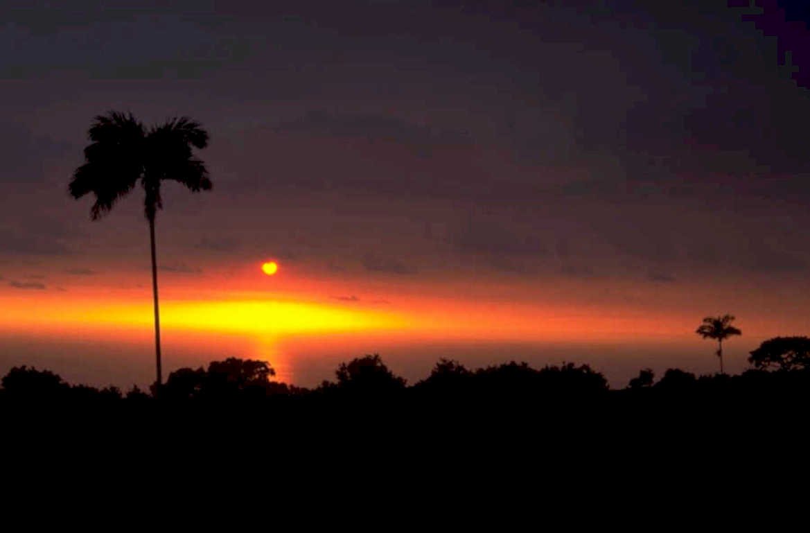 sunset palm silhouetted 1980s 1990s A4 Photo Print 42