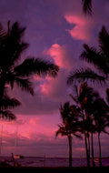 sunset palm silhouetted 1980s 1990s A4 Photo Print