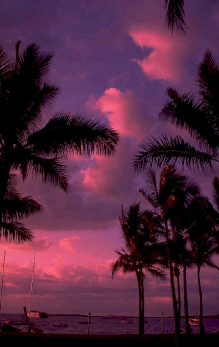 sunset palm silhouetted 1980s 1990s A4 Photo Print