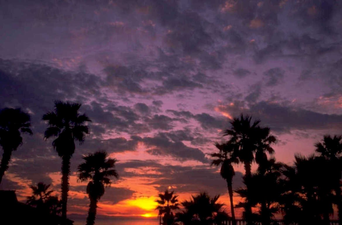 sunset palm sky 1 1980s 1990s A4 Photo Print