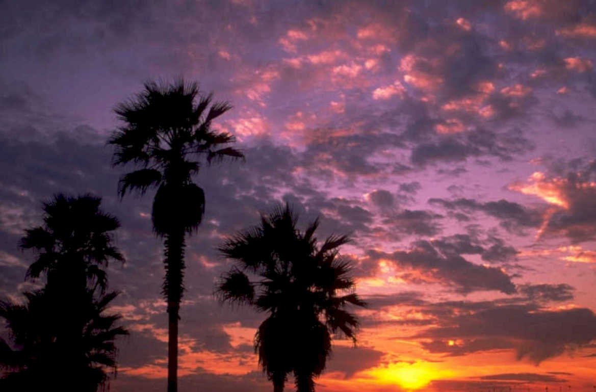 sunset palm sky 2 1980s 1990s A4 Photo Print