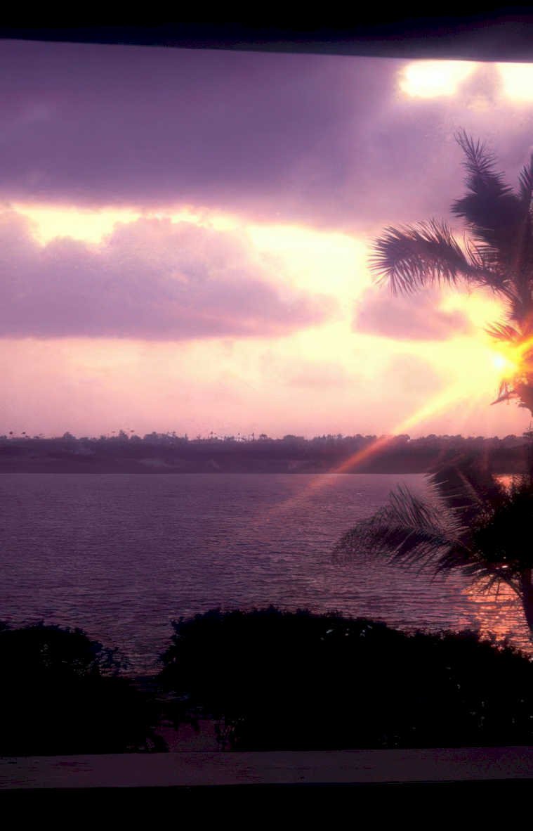 sunset palm sky Vintage A4 Photo Print