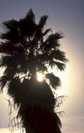 sunset palm tree 1980s 1990s A4 Photo Print